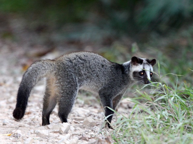 ハクビシン というしばしば見かける動物について知りたい 動物を知り 動物を愛す