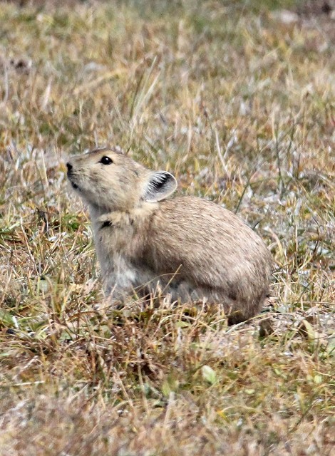 Plateau Pika Otherwise Known As Black Lipped Pika Were A Dominant