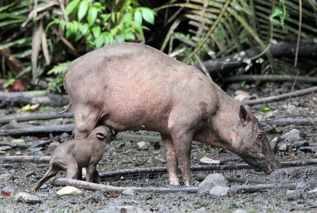 baby babirusa