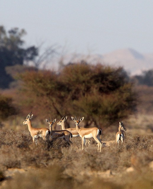 gazelles comeback edge war zone